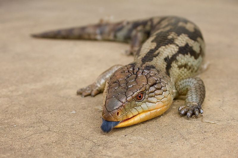 Blue-tongued Skink