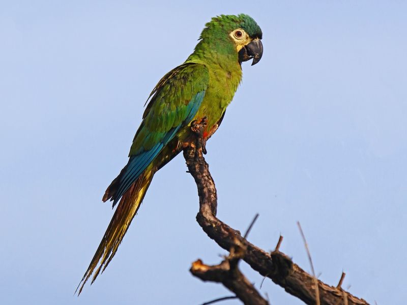 Blue-winged Amazon