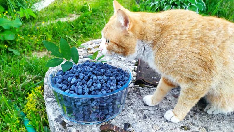 Blueberries