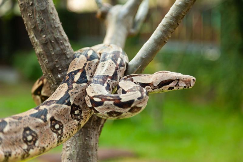 Boa Constrictor