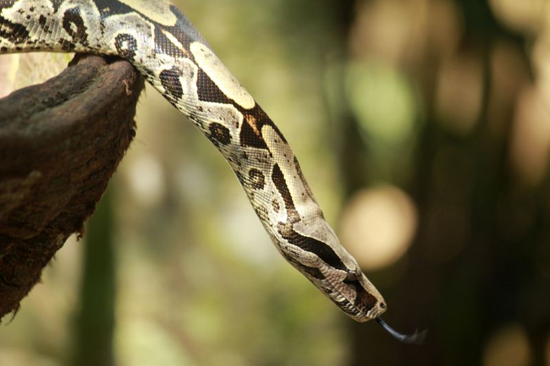 Boa Constrictor