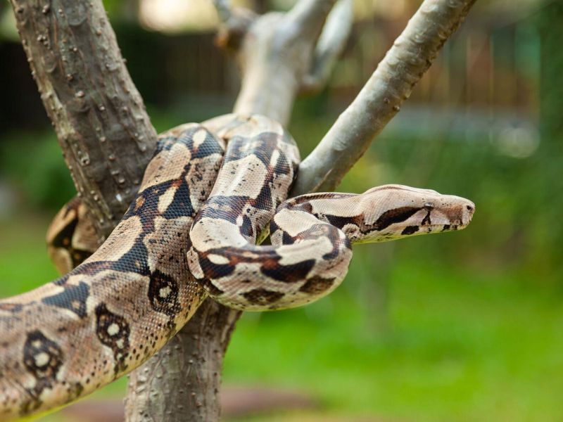 Boa Constrictor