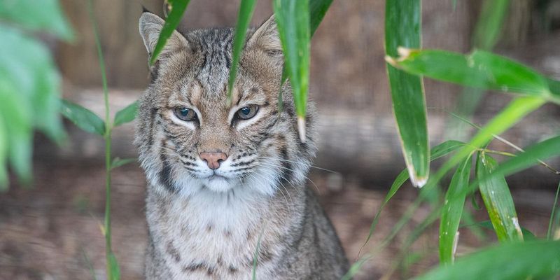 Bobcat