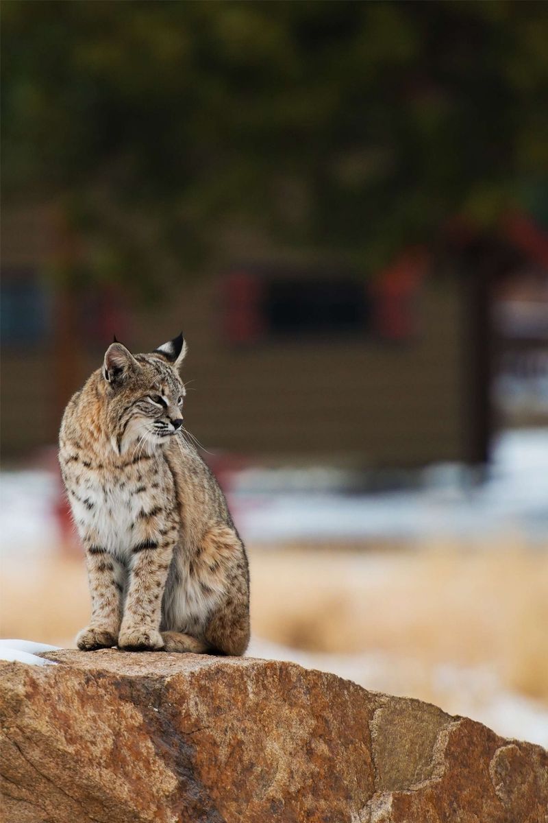 Bobcat's Curious Nature