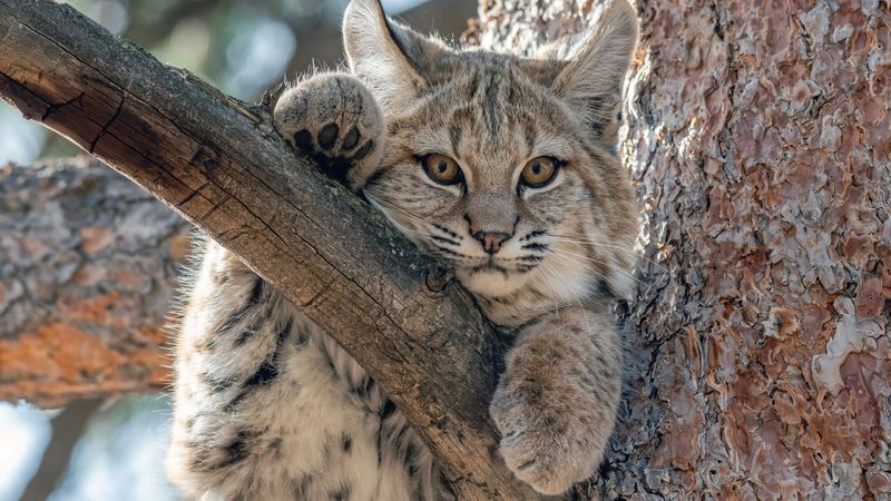 Bobcat