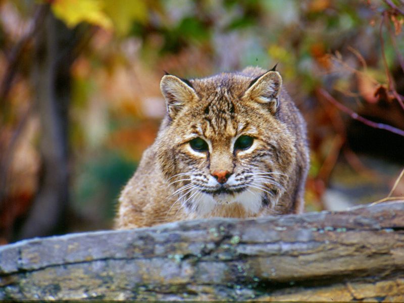 Bobcat