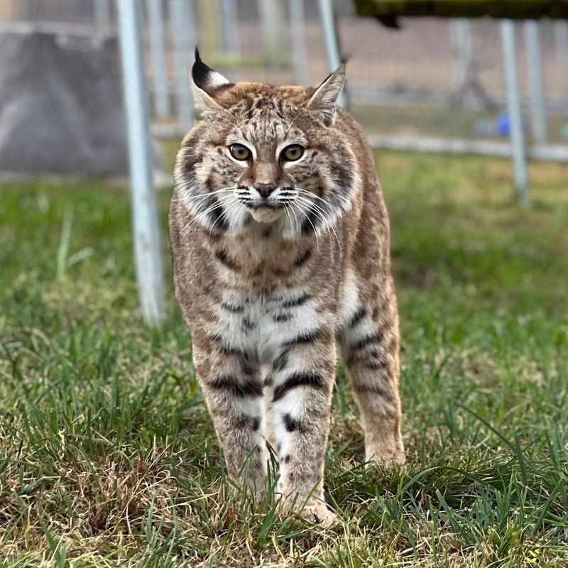 Bobcat