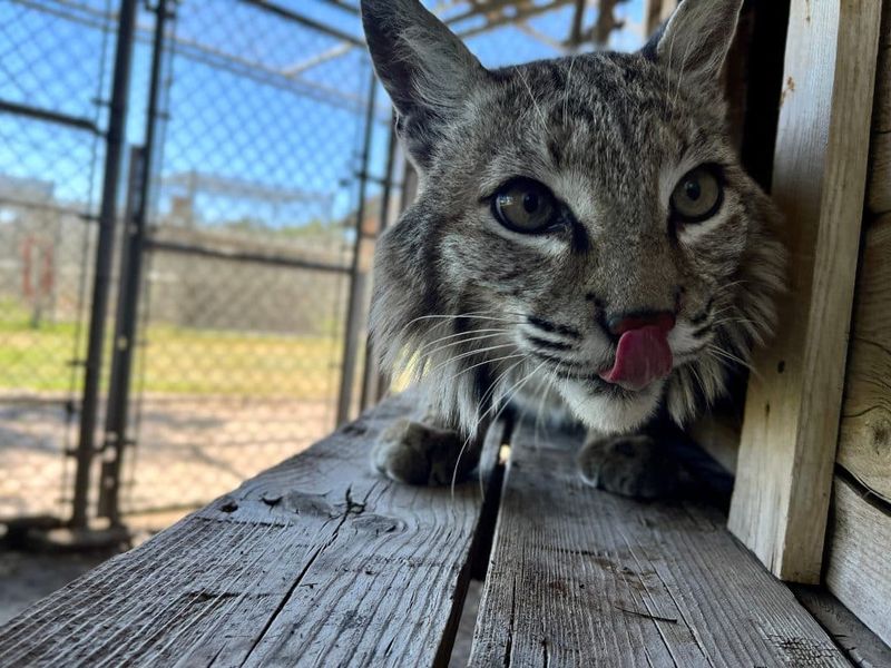 Bobcat