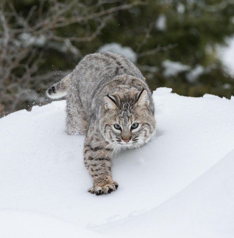 Bobcat