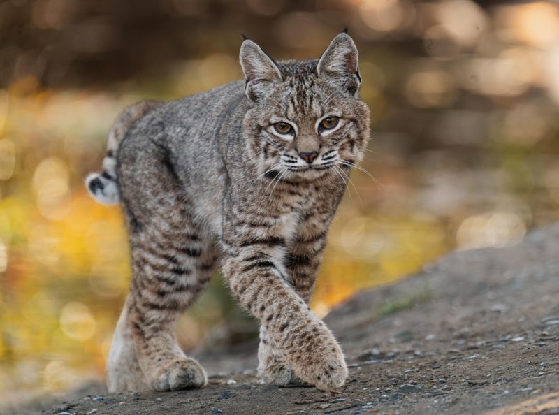 Bobcat