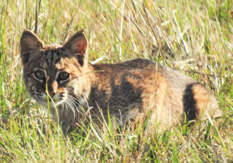 Bobcat