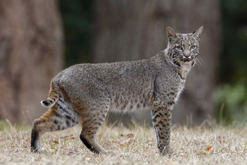 Bobcat