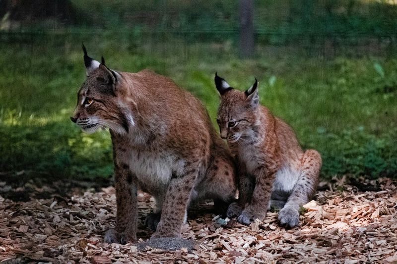 Bobcat