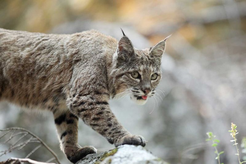 Bobcat