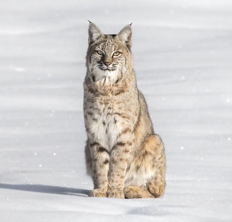 Bobcat