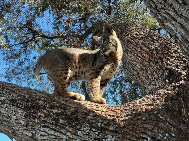 Bobcat's Range and Habitat