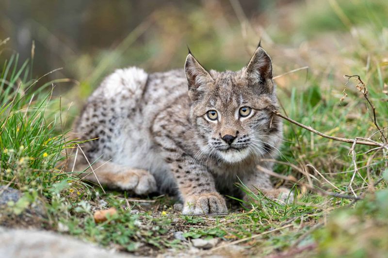 Bobcat's Territorial Behavior