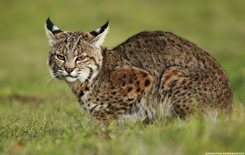 Bobcat's Seasonal Behavior