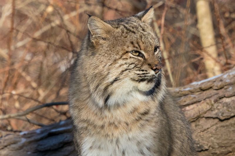 Bobcat Conservation Status