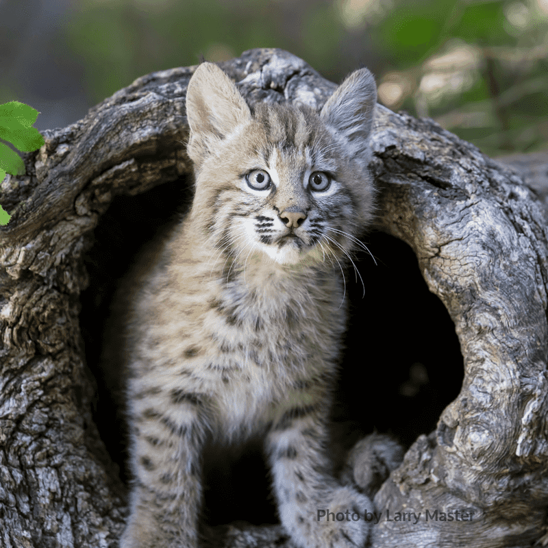 Bobcat Kits and Development