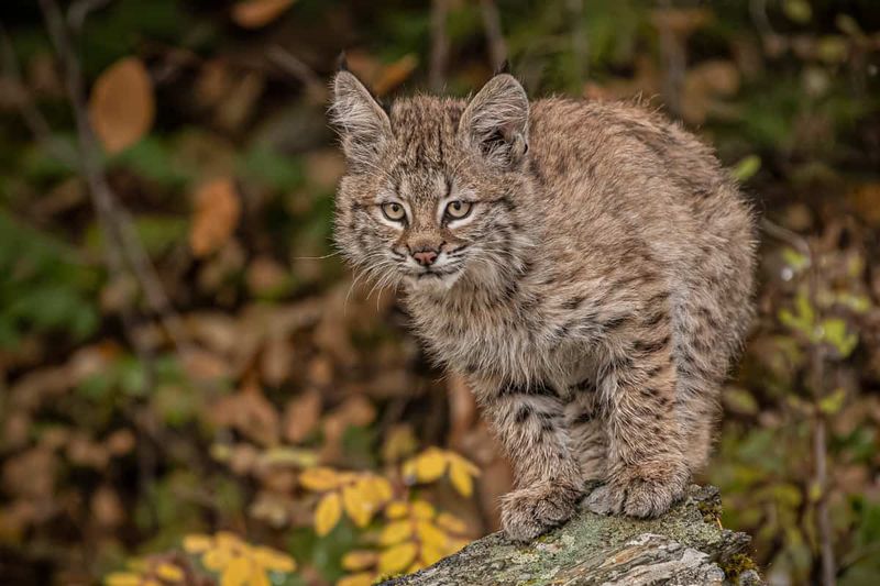 Bobcat Lifespan and Longevity