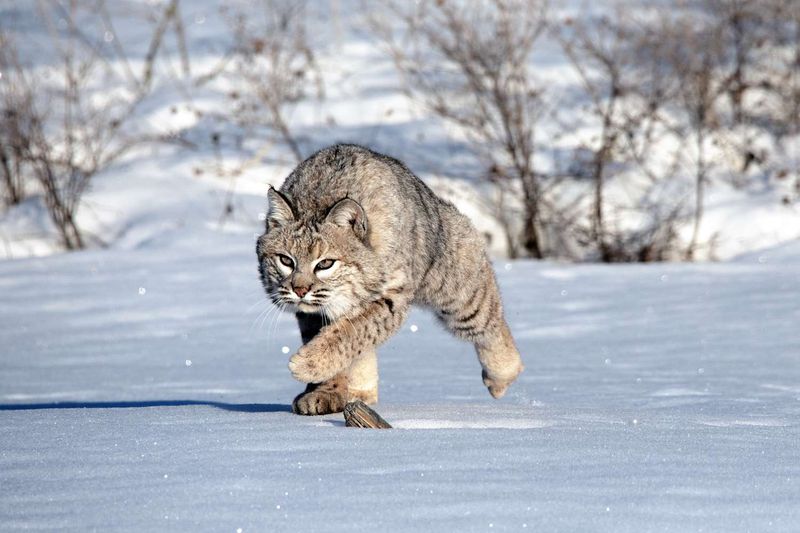 Bobcat Myths and Misconceptions