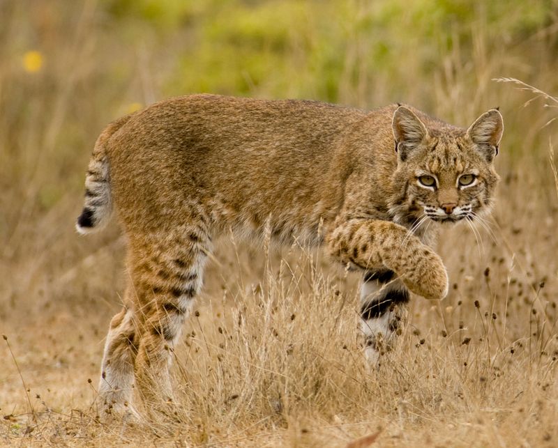 Bobcat Tracks and Signs