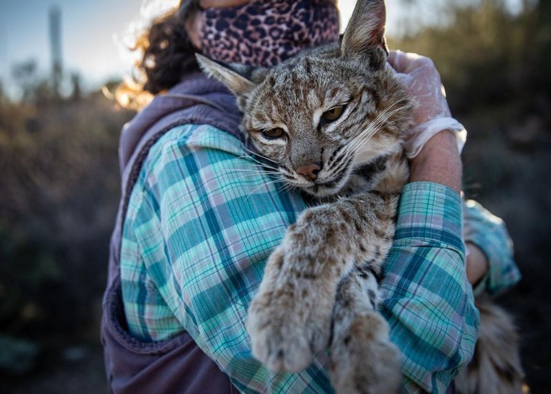 Bobcat Urban Explorers