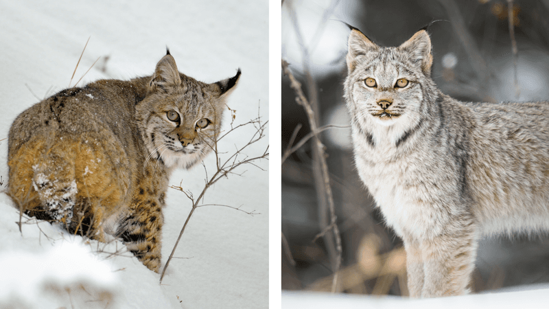 Bobcat vs. Lynx