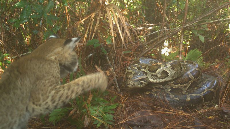 Bobcats