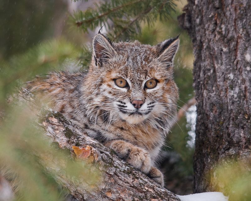 Bobcats as Cultural Icons