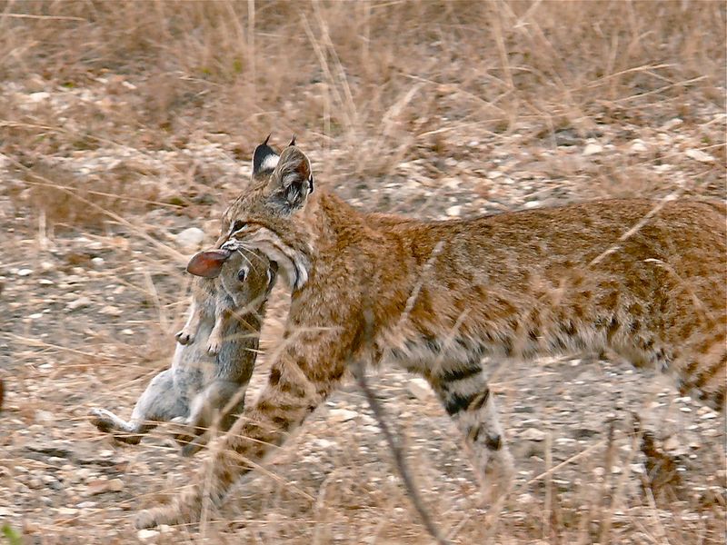 Bobcats as Natural Pest Controllers