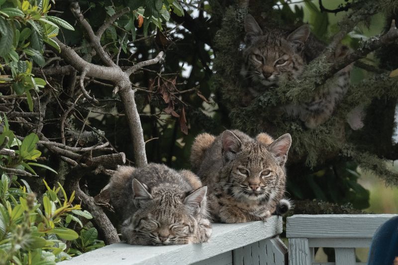 Bobcats