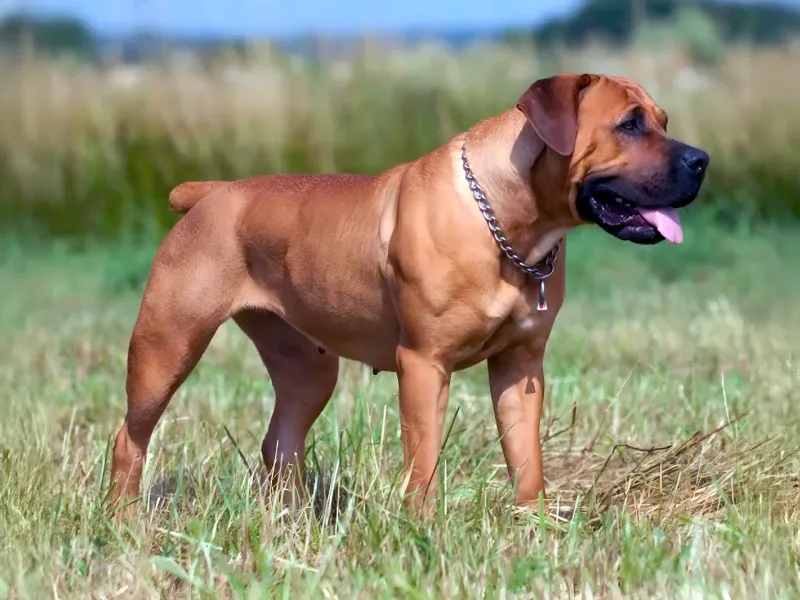 Boerboel