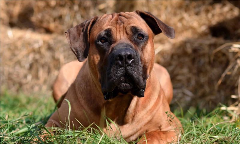 Boerboel