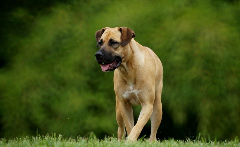 Boerboel