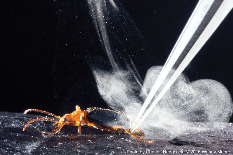 Bombardier Beetle's Chemical Defense