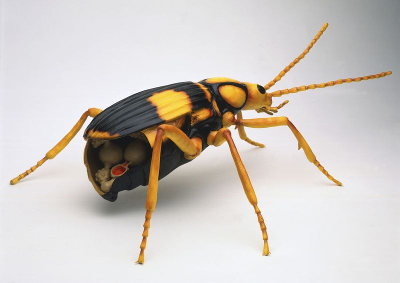 Bombardier Beetle