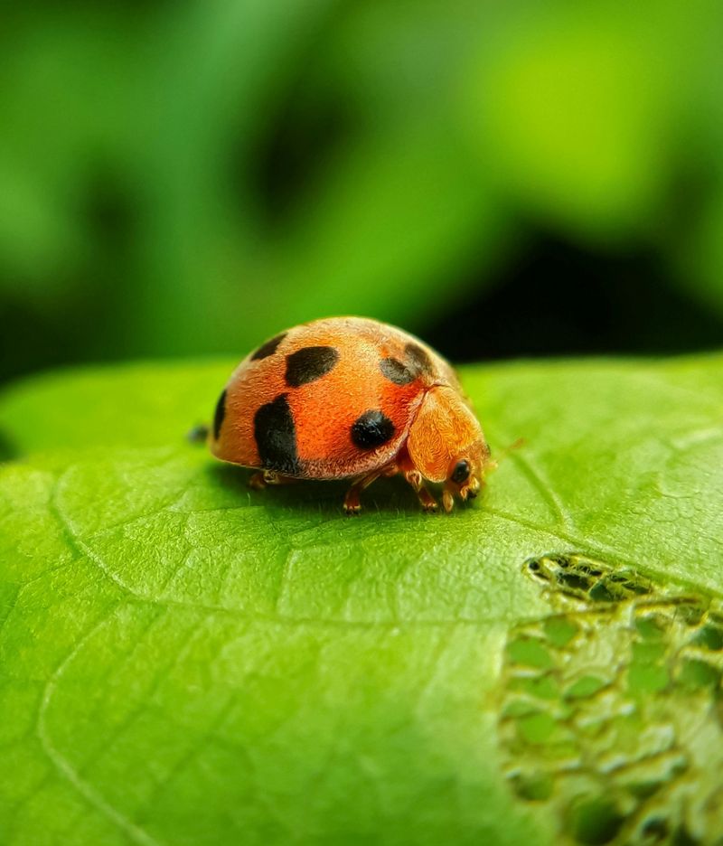 Bombardier Beetle: Chemical Defense