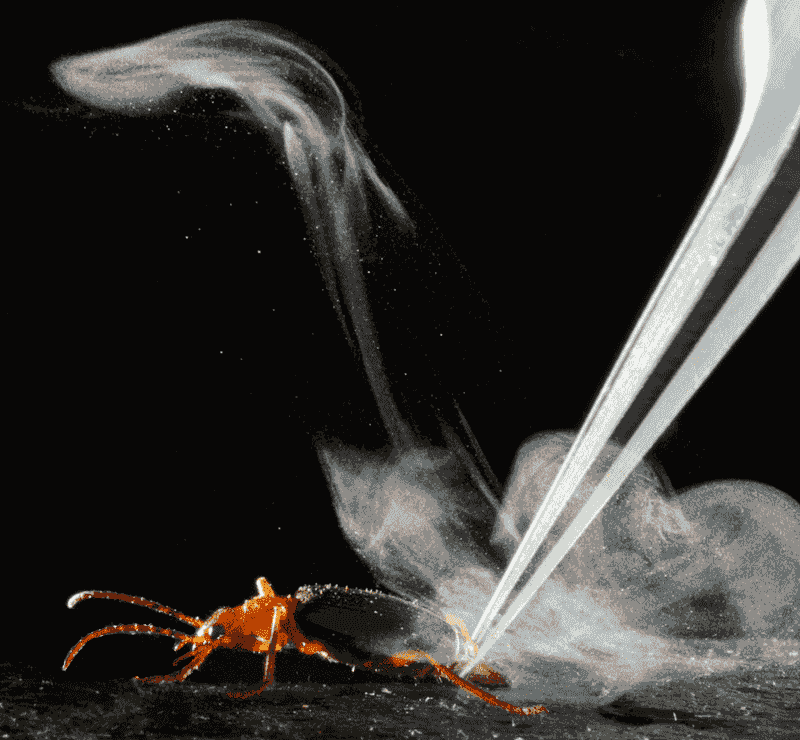 Bombardier Beetle's Explosive Defense