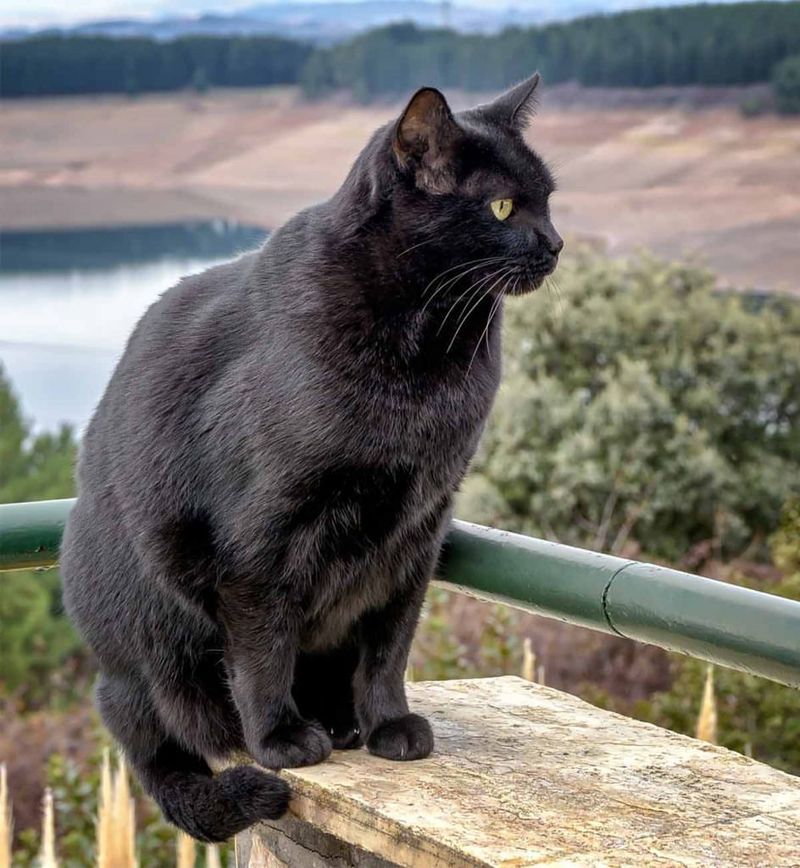 Bombay Cat