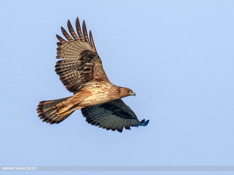 Bonelli's Eagle