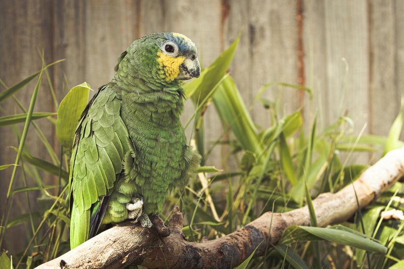 Bongo Marie the Amazon Parrot