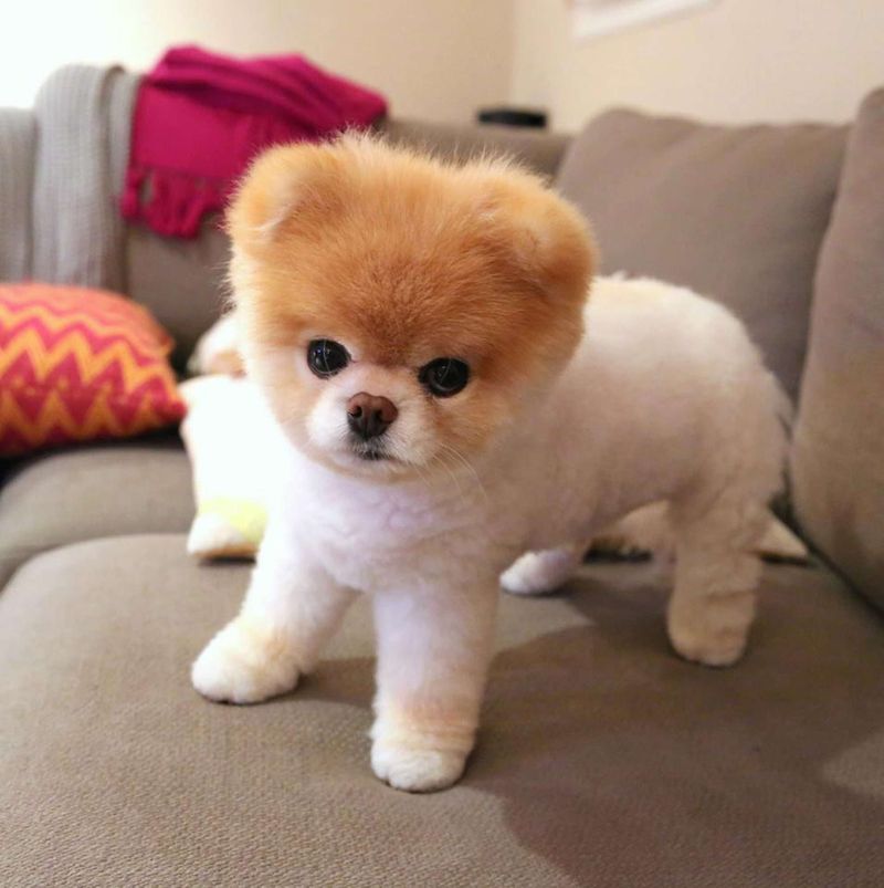 Boo the Pomeranian