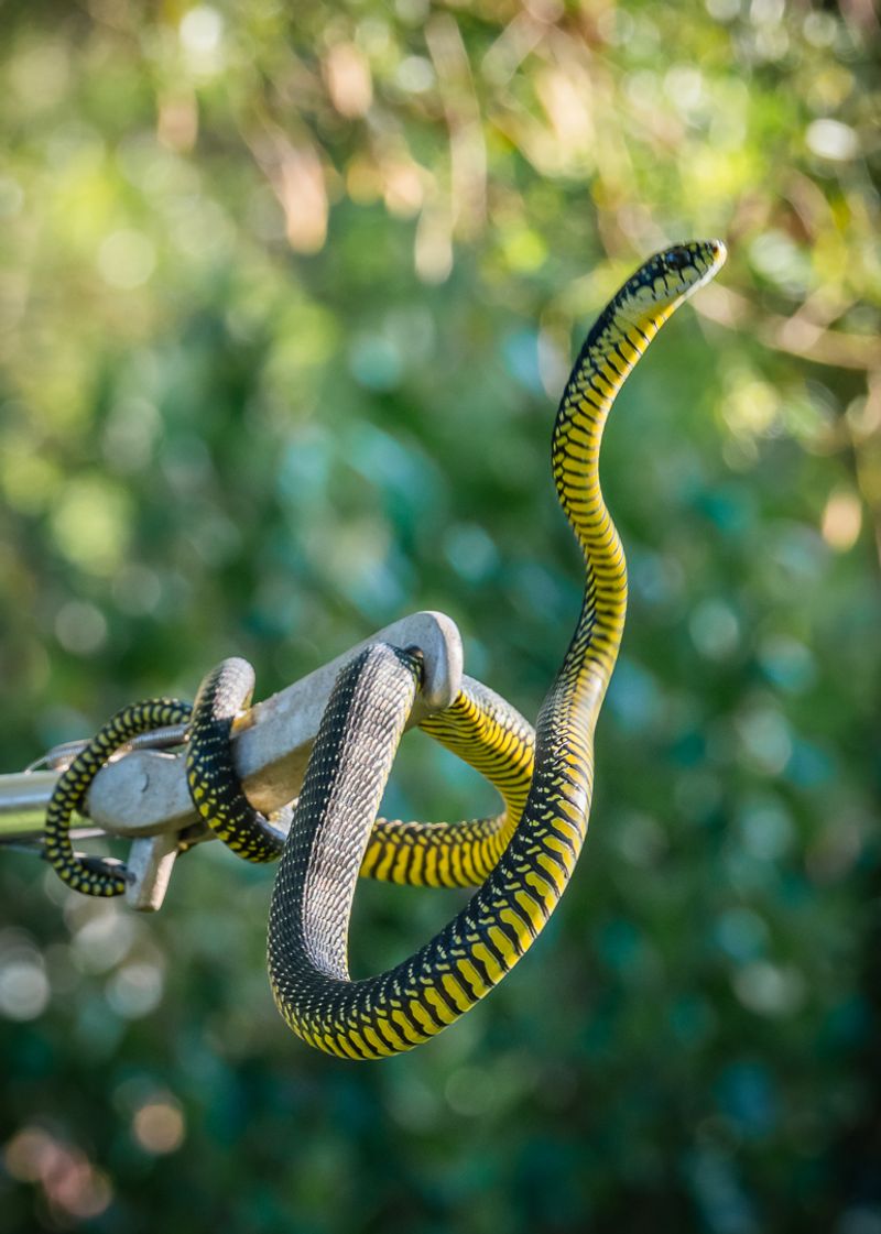 Boomslang