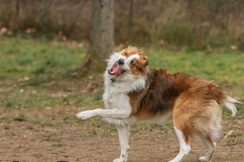 Border Collie