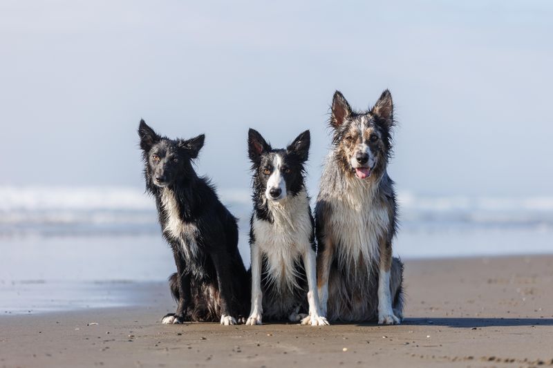 Border Collie