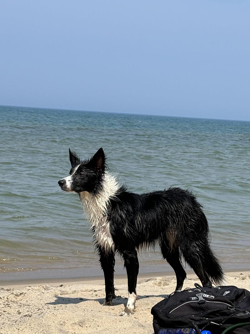 Border Collie