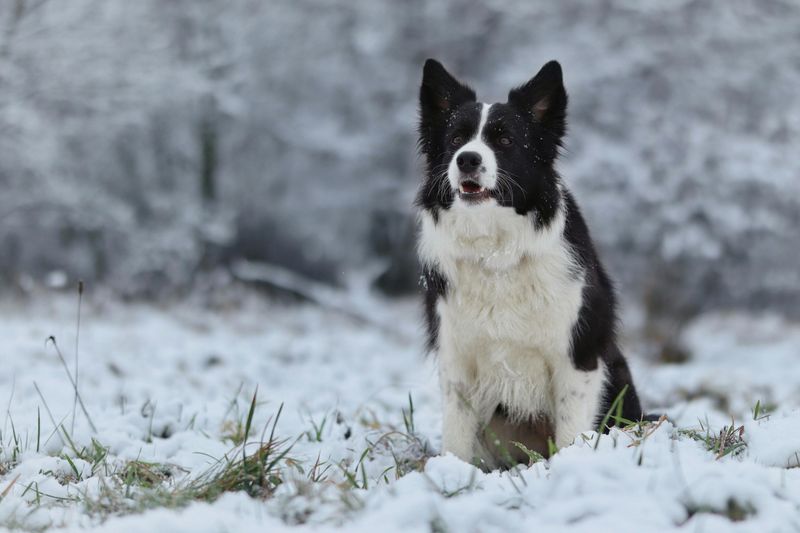 Border Collie