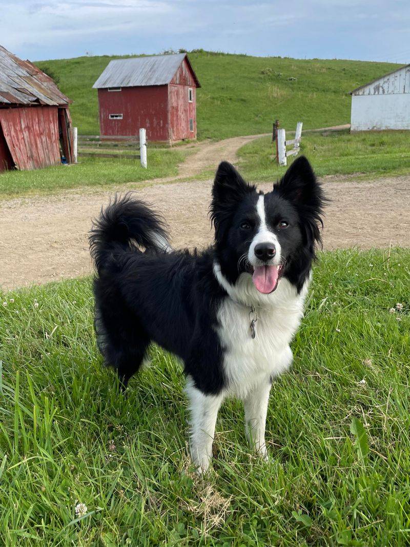 Border Collie